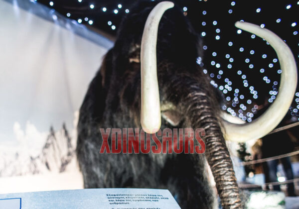 Mammoth Exhibits at Free Duty Store