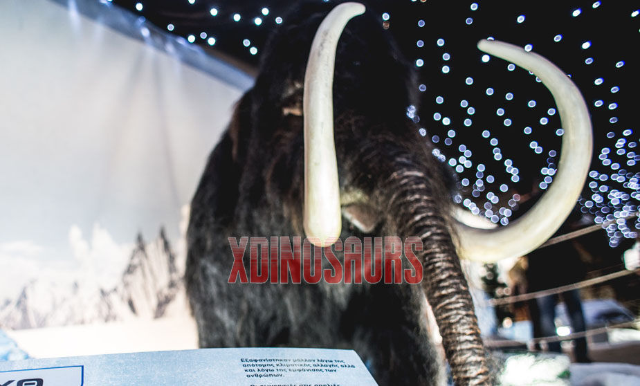 Mammoth Exhibits at Free Duty Store