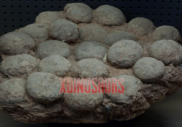 Dinosaur Egg Fossils Decorations