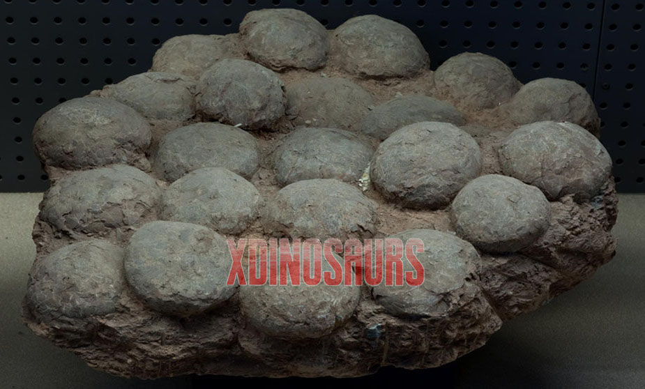 Dinosaur Egg Fossils Decorations