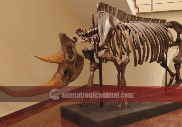 Ice Age Animal Skeleton Replica