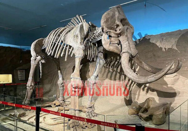 Fiberglass-Made Mammoth Fossil