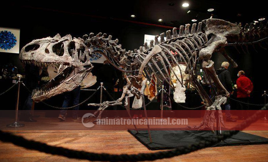 Life Size Allosaurus Skeleton Replica