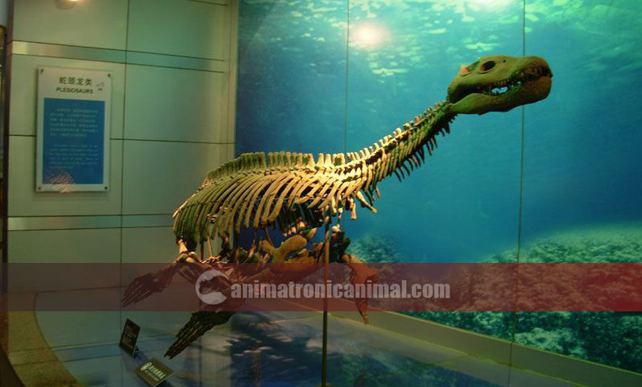 Fiberglass Ichthyosaur Fossil Replica