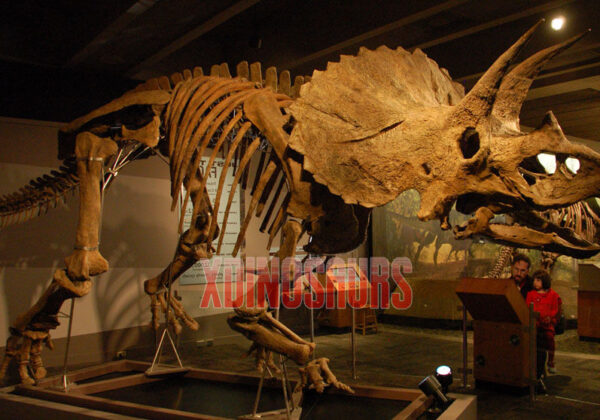 Decorated Triceratops Skeleton Exhibit