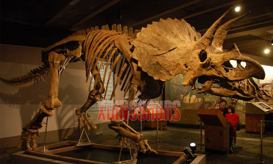 Decorated Triceratops Skeleton Exhibit