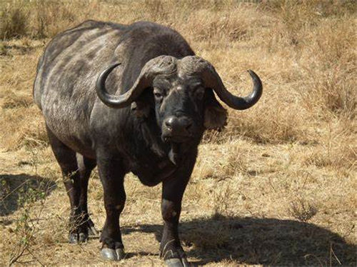 African Buffalo