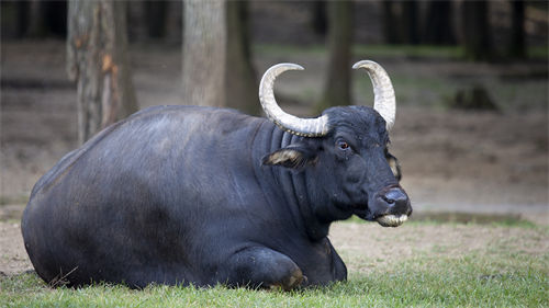 Asian Water Buffalo