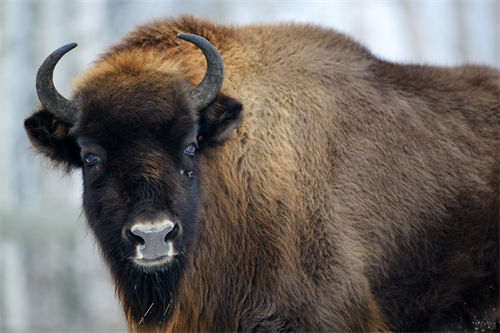 Bison Bonasus