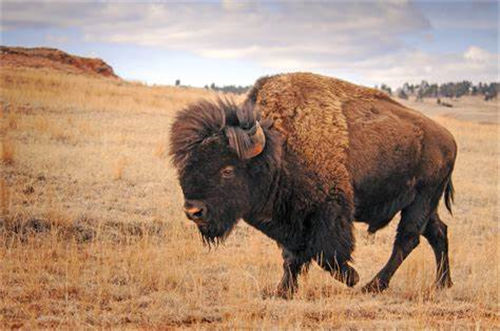 Bison