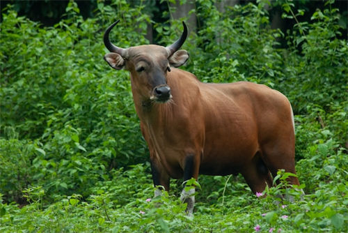 Bos Javanicus