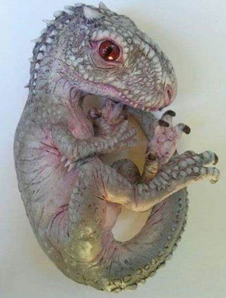 Indominus Rex Baby Creation