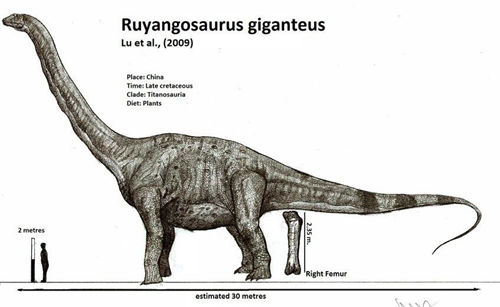 Ruyangosaurus