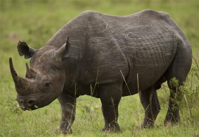 Black Rhinoceros