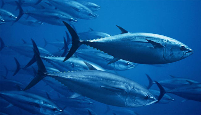 Bluefin Tuna