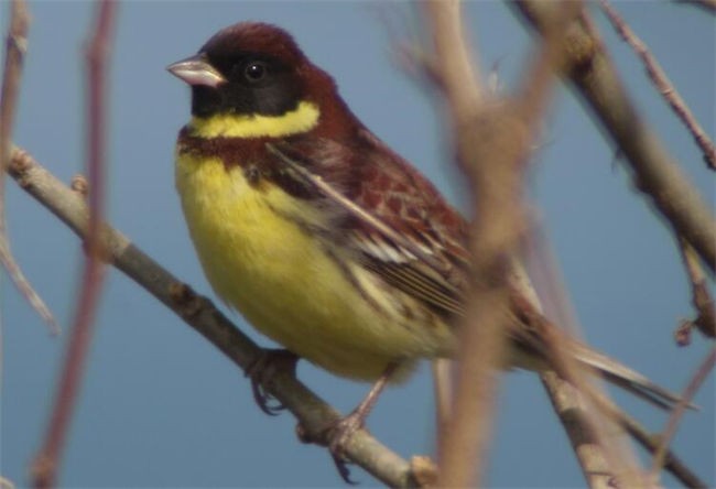 Emberiza Aureola