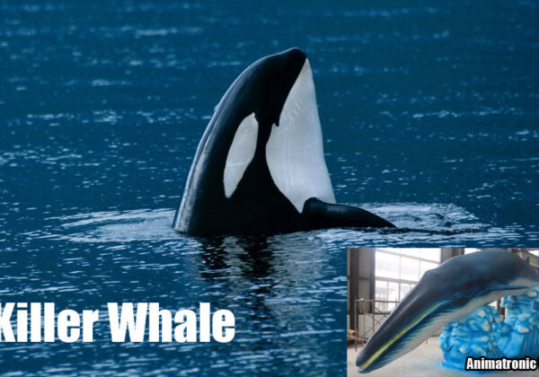 Killer Whale