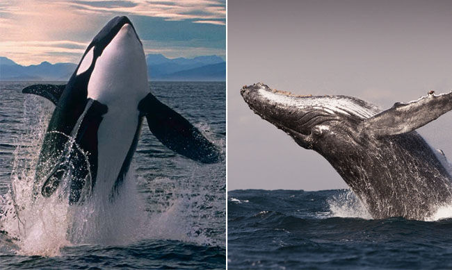 Killer Whale VS Humpback Whale