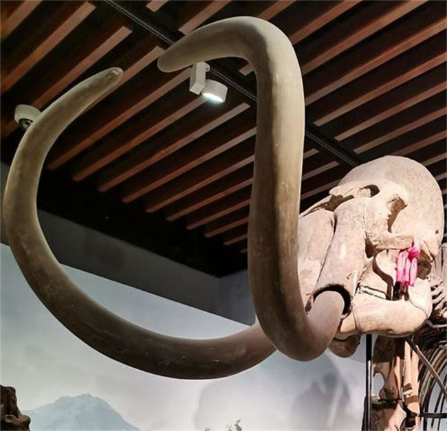 Mammoth Tusks