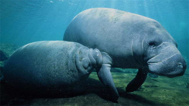 Manatee