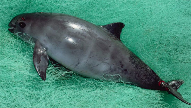 Vaquita