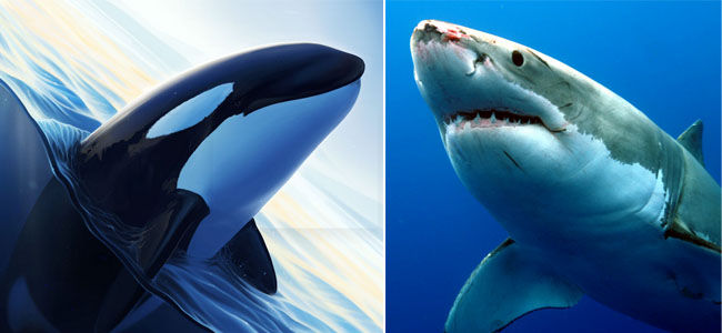 Killer Whale VS Shark