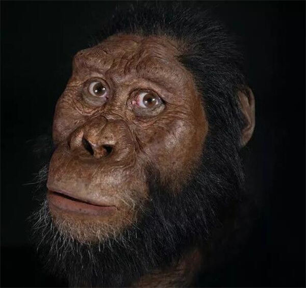 Australopithecus anamensis