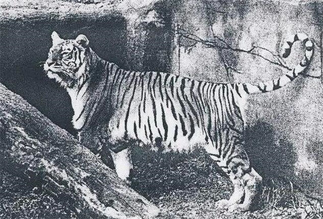 Caspian Tiger