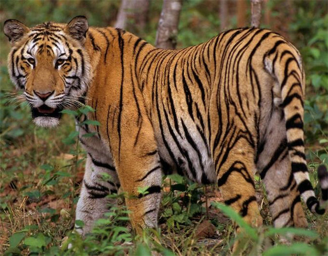 Indochinese Tiger