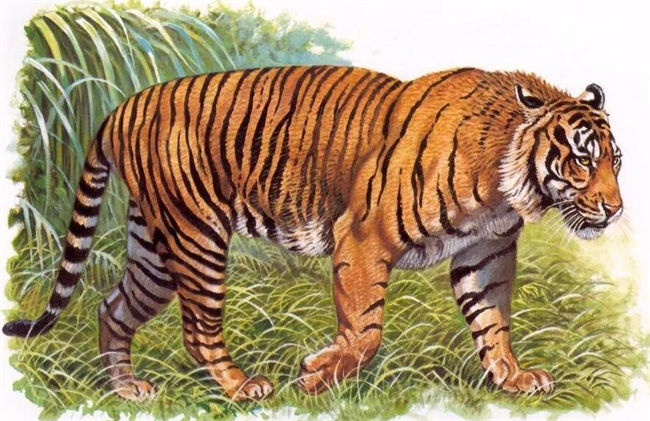 Javan Tiger