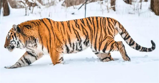 Siberian Tiger