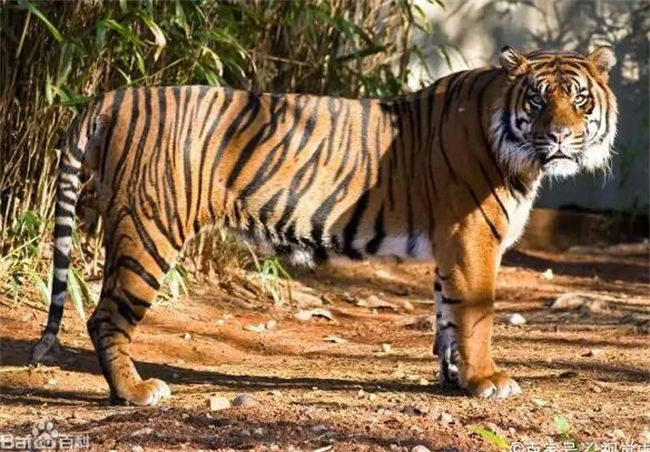 Sumatran Tiger