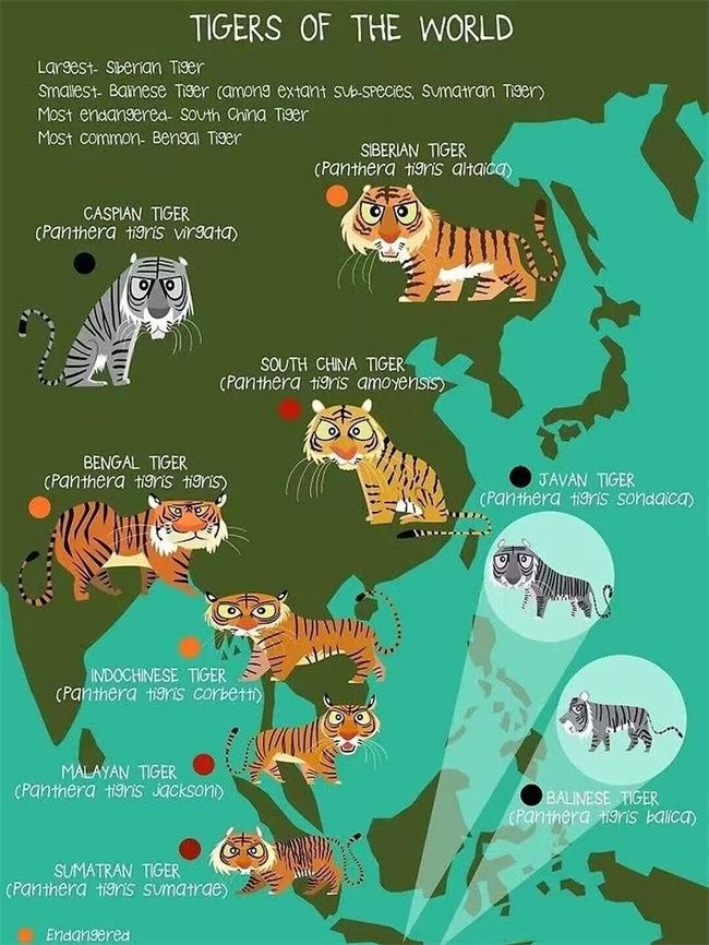 Tigers of the World