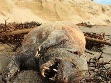 Montauk Monster