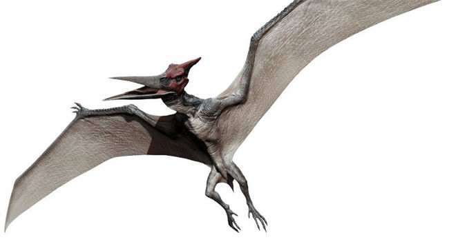 Pteranodon