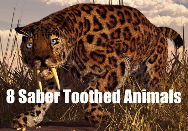 Saber Toothed Animal