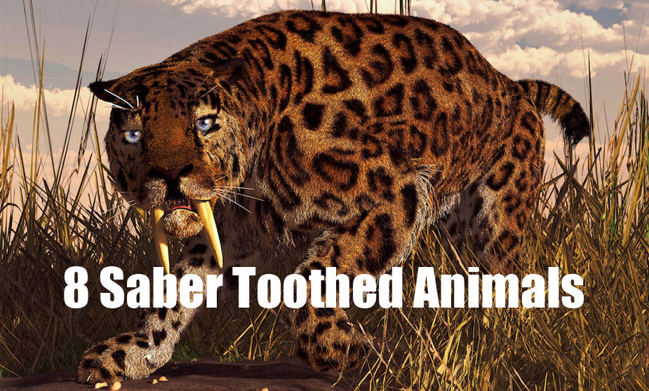 Saber Toothed Cats