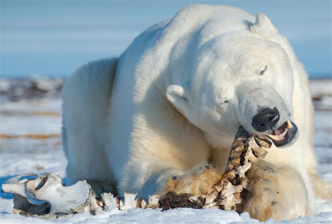 Polar Bear