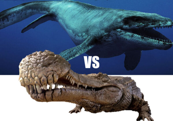 Sarcosuchus VS Mosasaur