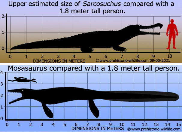 Sarcosuchus and Mosasaur Diagram