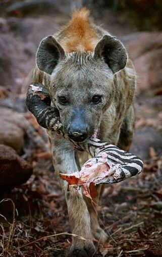 Spotted Hyena