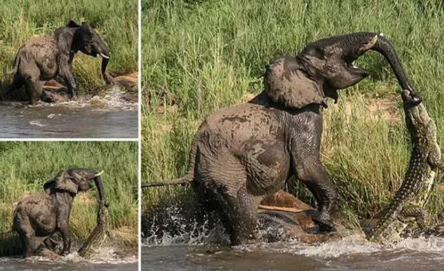 Crocodile Hunts Elephant