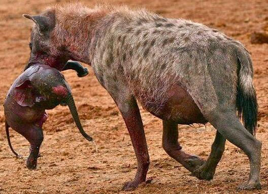 Hyena Kills Baby Elephant