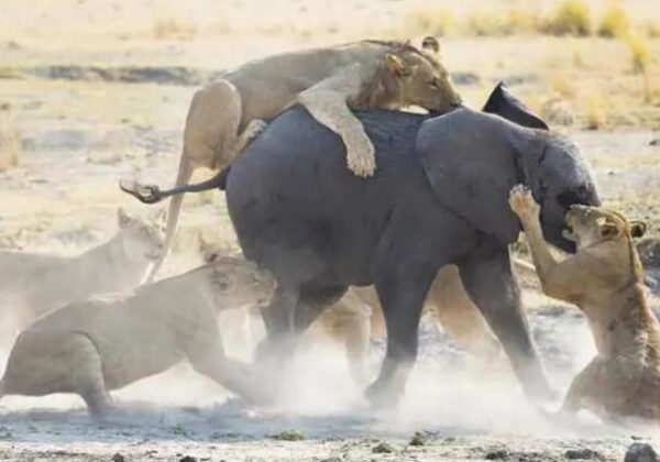 Lions Kill Elephant