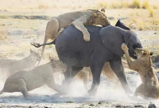 Lions Kill Elephant