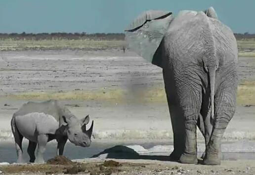 Rhinoceros Fights Elephant