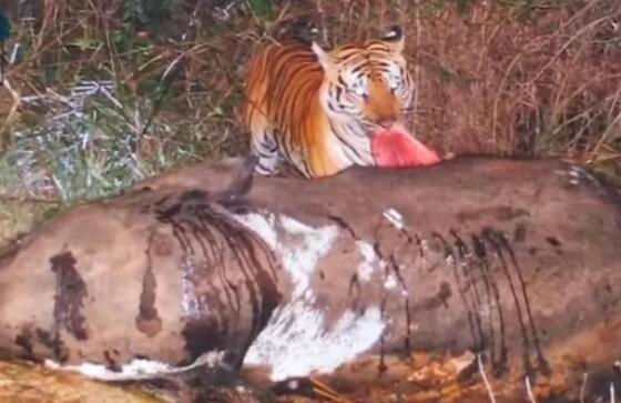 Tiger Kills Elephant