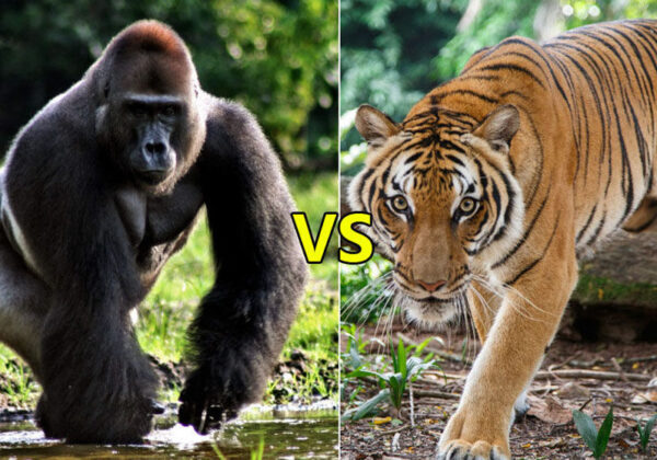 Gorilla VS Tiger