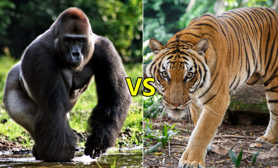 Gorilla VS Tiger