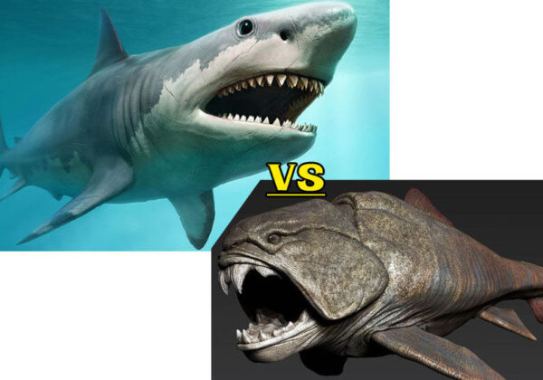 Megalodon and Dunkleosteus